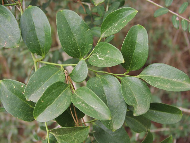 Smilax smallii